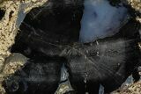 Petrified Wood (Schinoxylon) Limb Round - Blue Forest, Wyoming #371142-1